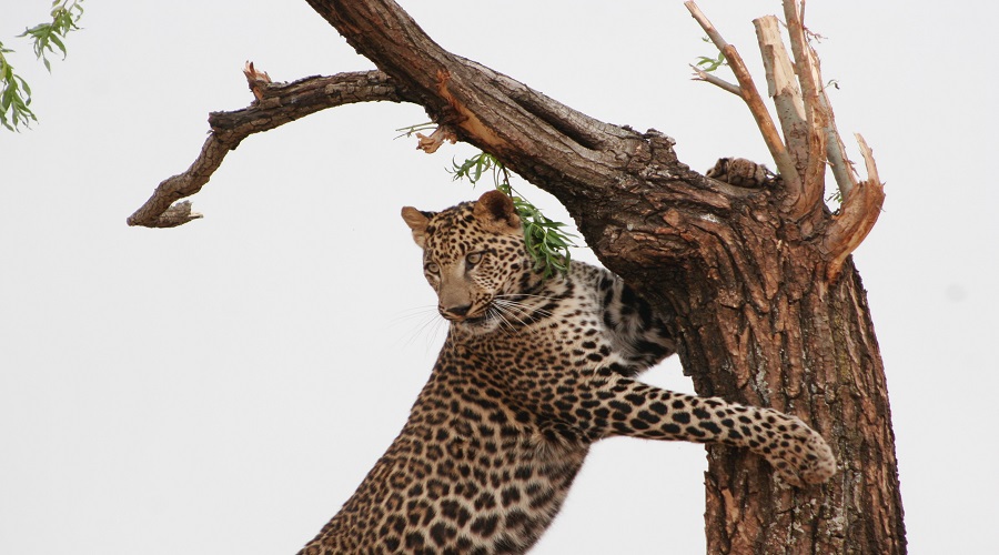 Unforgettable 4-Day Tanzania Camping Safari Experience